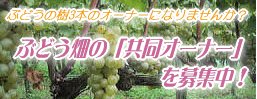 ぶどうの樹3本のオーナー募集